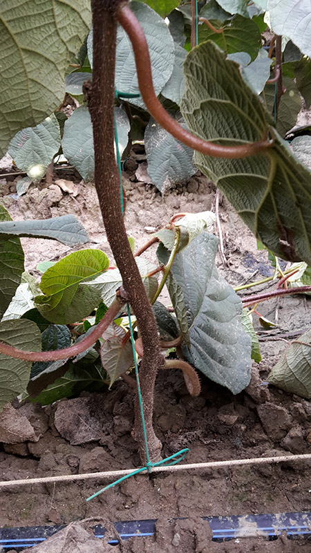 Actinidia femmina Hayward clone 8